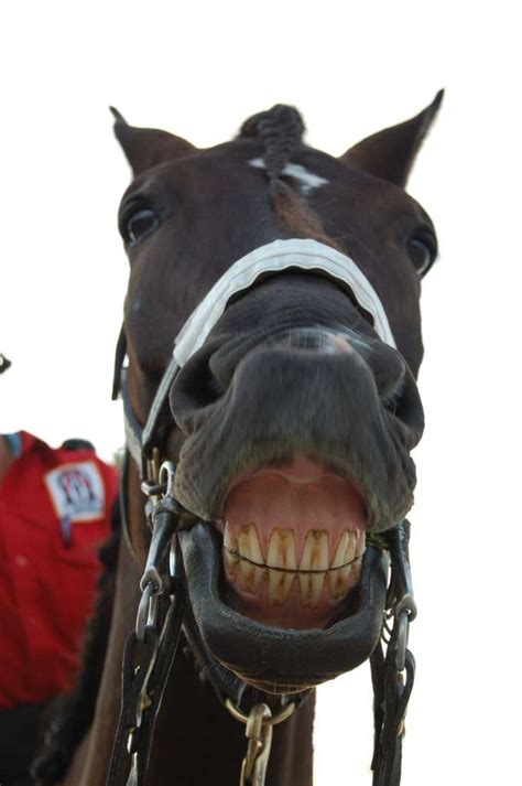 Horse Smile Free Photo Download Freeimages