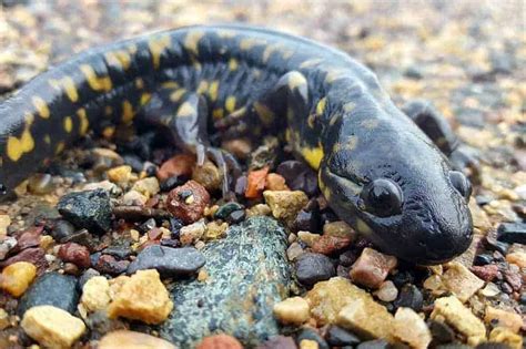 Types Of Salamanders In Wisconsin Pictures The Critter Hideout