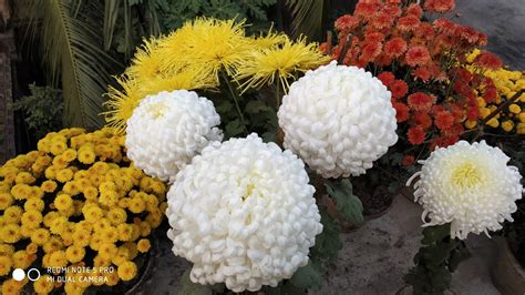 Care Of Snowball Chrysanthemum স্নোবল চন্দ্রমল্লিকা গাছের পরিচর্যা