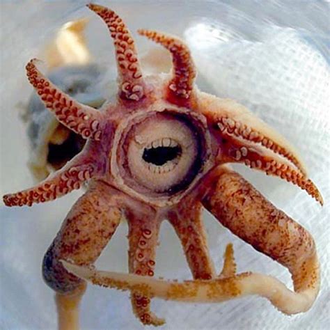 This Is Promachoteuthis Sulcus A Squid With A Freakishly Human Like
