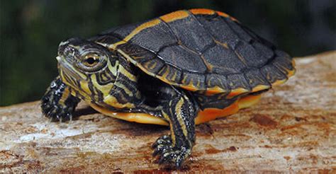 Chelonian refers to all turtles and tortoises, no matter whether they live in the ocean, in fresh water, or on however, many species of turtles and tortoises do quite well in captivity and make good pets. Turtles & Tortoises | Reptile Pet Types | Zilla