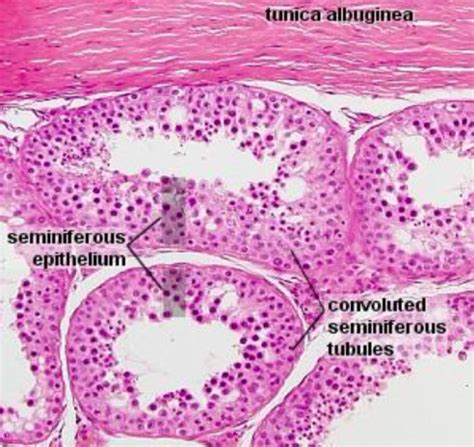 Histology Male Reproductive System Flashcards Quizlet