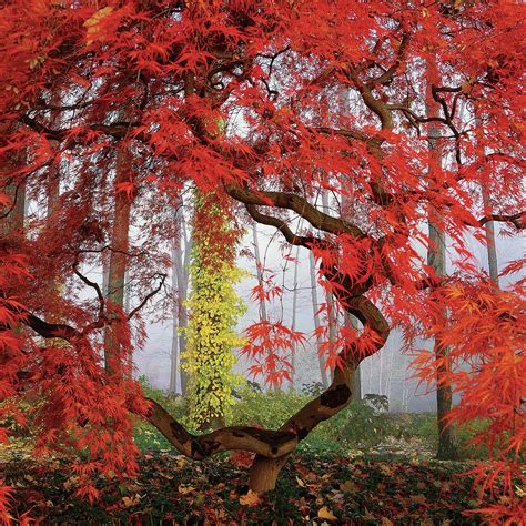 A Japanese Maple Tree By Richard Felber