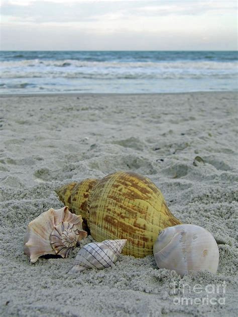 Sea Shells By The Seashore Photograph By D Hackett Fine Art America