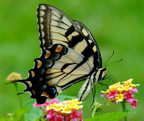 Yellow Swallowtail On Lantana Birds And Blooms