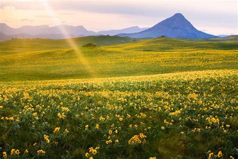 Field Of Arrow Leafed Balsamroot Flowers On East Front Of Rocky