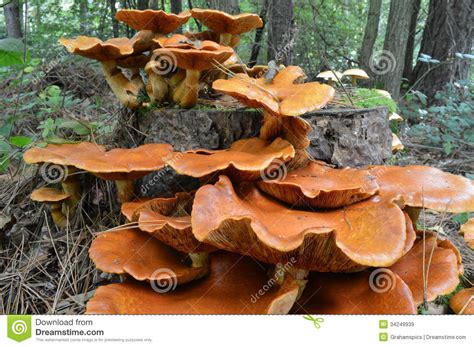 A Type Of Larch Bolete Fungi Stock Image Image Of Woods