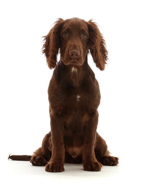 If you've one of your own, why not add your pet's photo to this page for all to see? Chocolate Working Cocker Spaniel Puppy Photograph by Mark Taylor