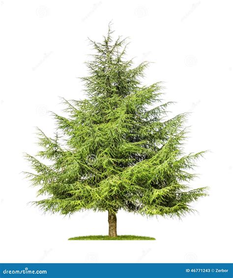 43860 Cedar Tree Photos Free And Royalty Free Stock Photos From Dreamstime