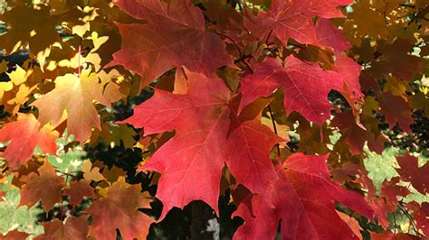 Red Maples For Manitoba Canadas Local Gardener Magazine