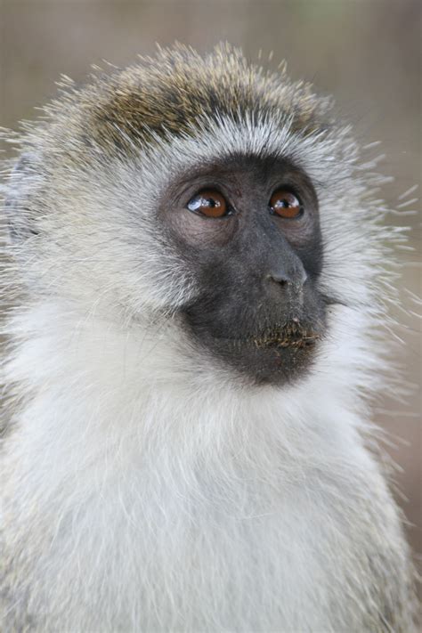 Vervet Monkey Nairobi Nationalpark Kenya Vervet Monkey Kenya Africa