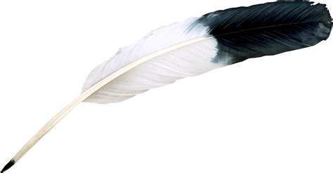 Feather Png Transparent Image Download Size 1963x1021px