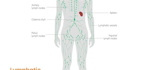 Swollen Lymph Nodes Diagram