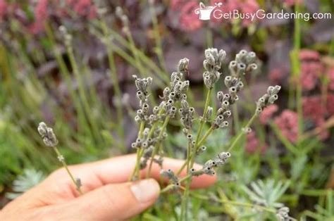 How To Collect Lavender Seeds From Your Garden Lavender Plant