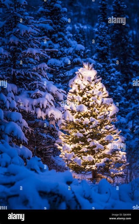 Lit Christmas Tree In Snow Covered Forest Of Spruce Trees Chugach