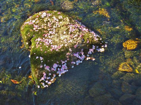 Cherry Blossom On Rock In River The Cherry Blossom Is Transitory The Rock Is Permanent And The