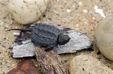 Baby Snapping Turtle Care Guide And Species Profile Fishkeeping World