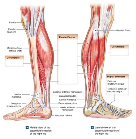 Anatomy 223 Test 2 Muscles Of The Leg Medial Lateral Diagram Quizlet