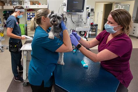 Patient Boom A Growing Challenge At Small Animal Hospital • Inside Iowa