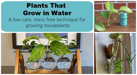 Plants That Grow In Water A No Fuss Way To Grow Houseplants