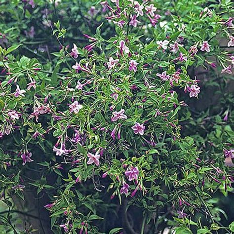 Fragrant Climbing Plant Collection Yougarden