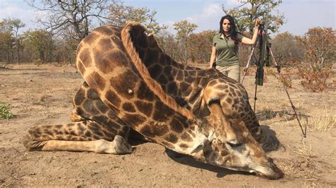 An Unrepentant Us Hunter Justified Her Killing Of “dangerous” Giraffes In Africa