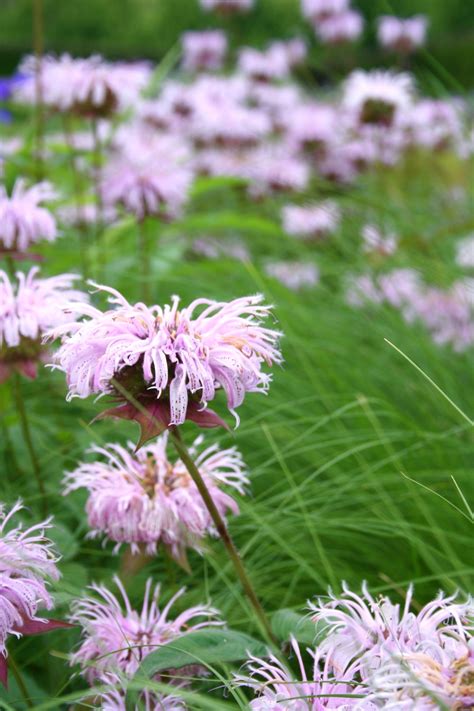 Author of roy diblik's small perennial gardens, the know maintenance perennial garden. Roy Diblik - "They share the space unselfishly ...