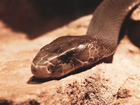 This Couple From Durban Spent The Night With A Black Mamba