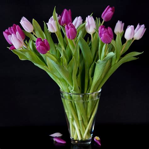 Purple Tulip Bouquet Best Pictures In The World