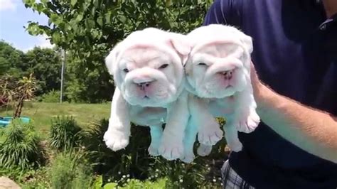 All usda & certified the puppies are in. BULLDOG PUPPIES! VERY RARE PLATINUM WHITE (SOLID BLUE DNA ...