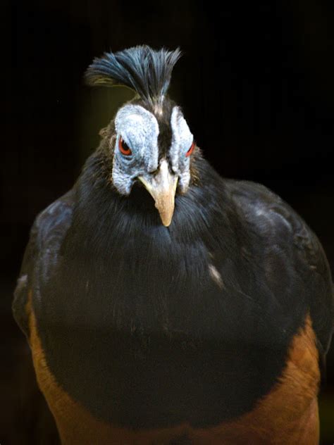 Lophura Ignita The Crested Fireback On My Way