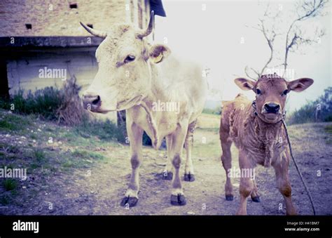 La Agricultura La Vaca El Ternero Fuera De Italia El Norte De