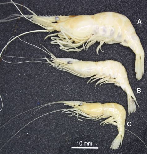 Individuals Of The Invasive Shrimp Palaemon Macrodactylus Collected Download Scientific Diagram