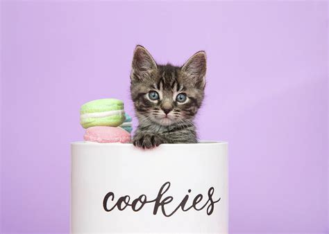 Kitten Cookies Surprise Photograph By Sheila Fitzgerald Pixels