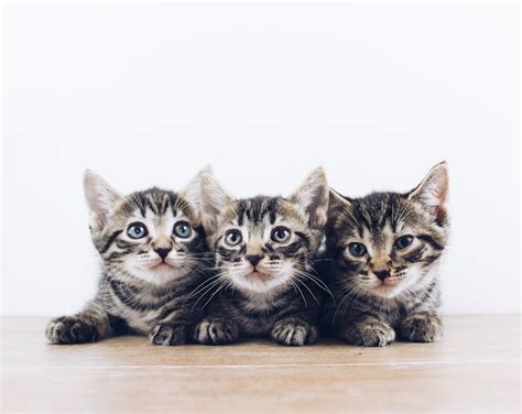 Kittens Pictures Download Free Images On Unsplash