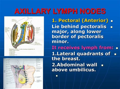 Axillary Lymph Nodes