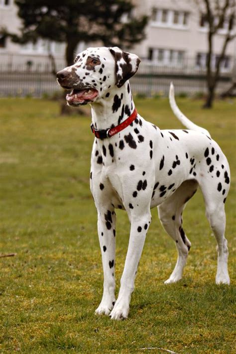 404 Best Images About Dalmatians On Pinterest Homemade Dog Treats