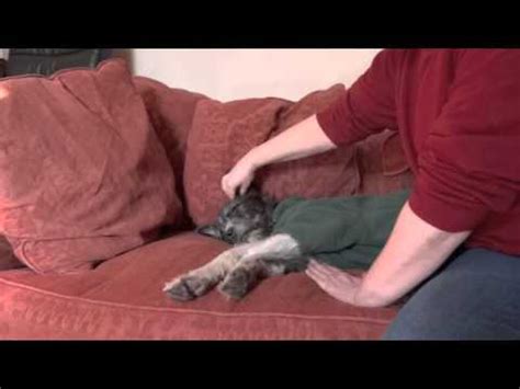 The prophet muhammad once said that a family gets acquainted with a dog at the i want to touch a dog event at 1utama's central park, 19th october 2014 — pictures by choo choy may. Calming a Dog Using TTouch Ear Work - Firework Fright and ...