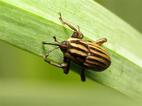 5 Worst Lawn Pests In Columbus