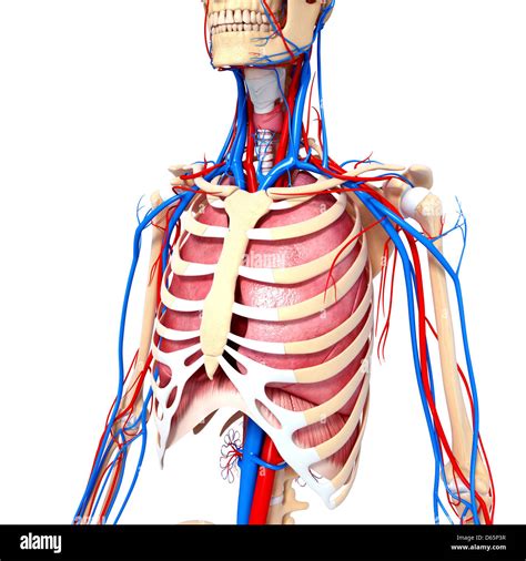 Chest Anatomy Hi Res Stock Photography And Images Alamy