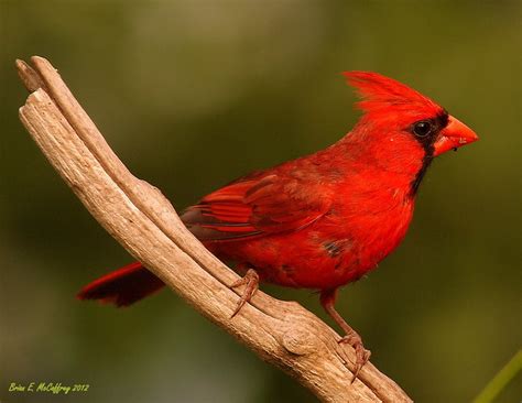 Summer Cardinal Flickr Photo Sharing