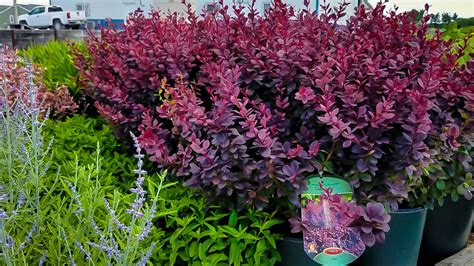 Concorde Barberry Shrubs For Sale The Tree Center