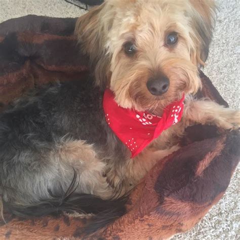 She worked with our family to find the right puppy, and when. Lost dog- St. Louis Park- YorkiePoo mix- Male Date Lost ...