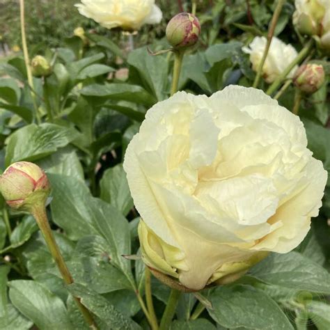 Paeonia Vanilla Schnapps