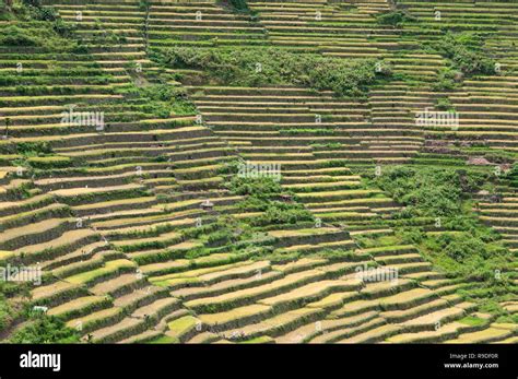 Batad Rice Terraces Ifugao Province Cordillera Region Luzon Philippines Asia South Asia