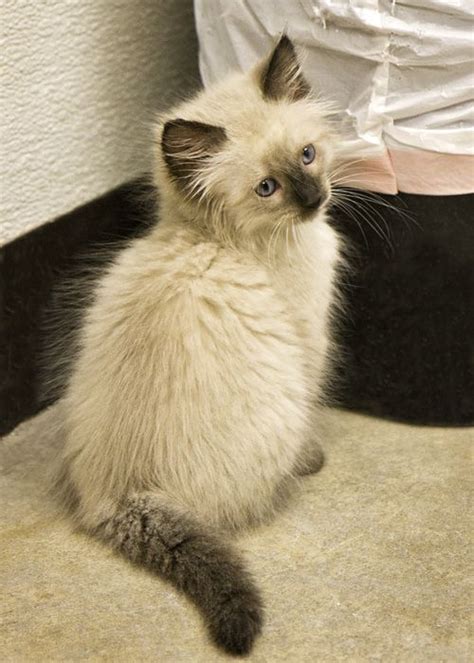 Fluffy Siamese Kitten