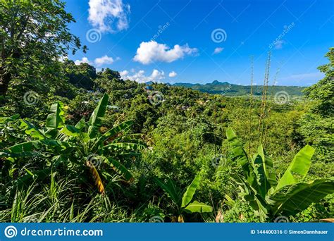 Tropical Rainforest On The Caribbean Island Of St Lucia