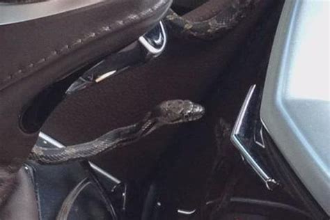 Snake Slithers Out Of Cars Air Vent As Woman Is Driving The