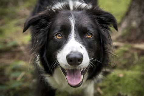 70 Border Collie Names