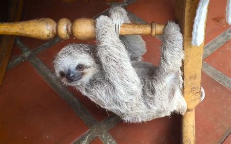 Brilliant Sloth Rescue Helps Orphaned Babies Learn To